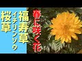 春に咲く花 |福寿草.イチリンソウ.桜草