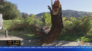 Windy Weather: Gusts Up To 70 MPH Expected In The Bay Area Hills