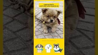 A small dog locked up with a thick iron chain！🥹🆘#AnimalRescue #animals #Shorts #PetRescue #trending