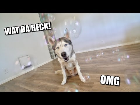 my-husky-reacts-to-bubble-machine-blower!