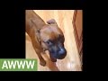 Singing Dog Belts Out Happy Birthday With His Owner Singing Dog Belts Out Happy Birthday With His Owner