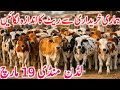 Luddan Cow Mandi 2026 Latest Rates Sahiwal Cholistani Brahman Bachre Global Village Farming
