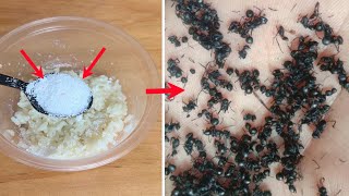 In just 2 days, all the ants in the house disappeared.It is natural,safe,nontoxic and nonpolluting