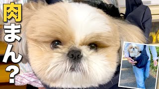 【シーズー】肉まんシーズー犬！？初めてのスリング！【195】