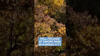 Fall foliage in Kansas City