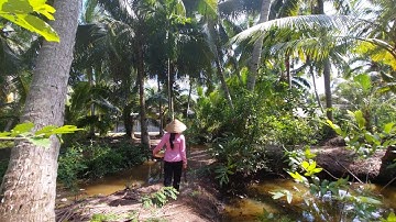 [138] Gỏi xoài trộn cá lóc nướng mắm me/Món ăn đặc sản của người miền tây