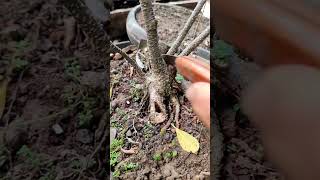 bonsai plant roots #art #bonsai #bonsaiindonesia #bonsaitree #craft #grafting #plants #roots