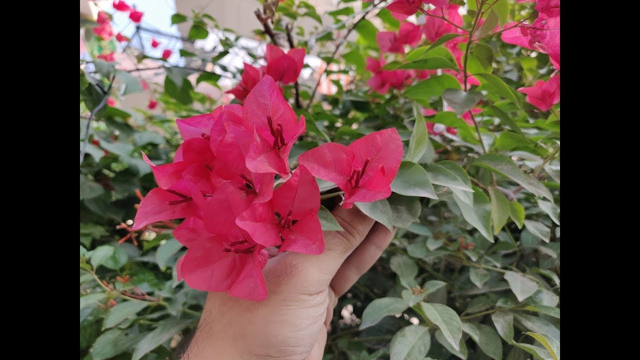 Bougainvillea Plant Care (Hindi) - How To Grow & Care Bougainvillea
