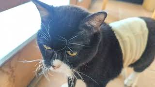 質問したら「うん」と返事する猫