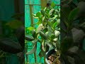 गर्मी में no.1 पर succulent grow होता है वो है #succulents #succulent #homeplants #indoorplants
