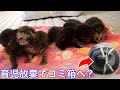 【保護猫】5匹の育児放棄された赤ちゃん猫を保護しました