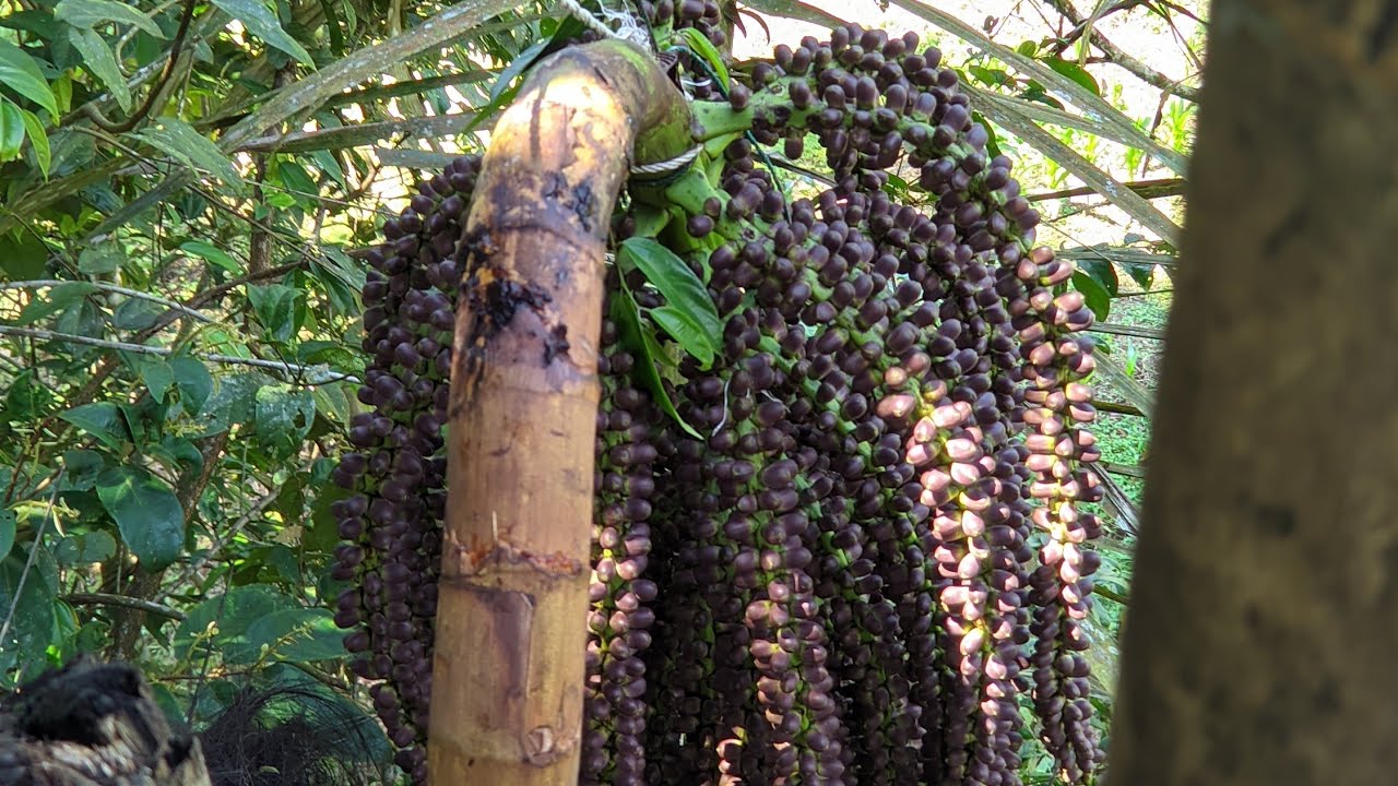 Pemukulan pertama pada manggar aren jumbo...