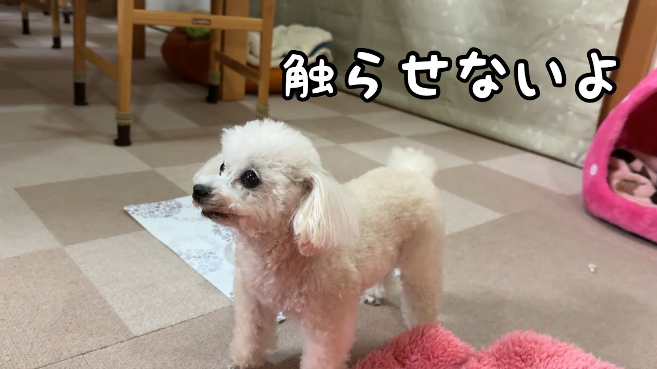 お出迎えはするけど触らせない、ツンデレ全開トイプードル - YouTube