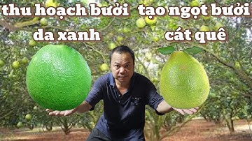 🌿 Từ Chăm Sóc Đến Thu Hoạch – Hành Trình Bưởi Da Xanh & Bưởi Cát Quế Năng Suất Cao 🍊