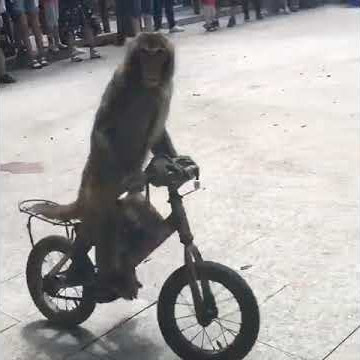 monyet tabrak pohon #monkey #monyetsableng #careless rider #shorts