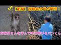 【衝撃】飼育員さんを呼んで手を挙げるパンチくん 。視聴者全員が驚愕！パンチ君の予想外な行動に目が離せない。#パンチくん