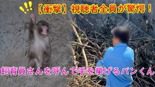 【衝撃】飼育員さんを呼んで手を挙げるパンチくん 。視聴者全員が驚愕！パンチ君の予想外な行動に目が離せない。#パンチくん