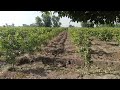 Village Morning ASMR 😍 Guava 🍐 Farming