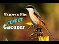 Cendet Terbaik Gacor Full Isian Panjang Jernih Ampuh Suara Burung Pentet Gacor Masteran Cendet Mp3 - Mp4 Download