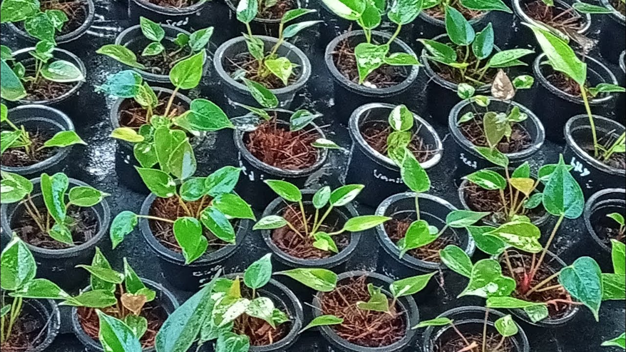 ගොඩාක්ම ප්‍රශ්න වලට විසදුම්...එක වීඩීයෝ එකකින්...