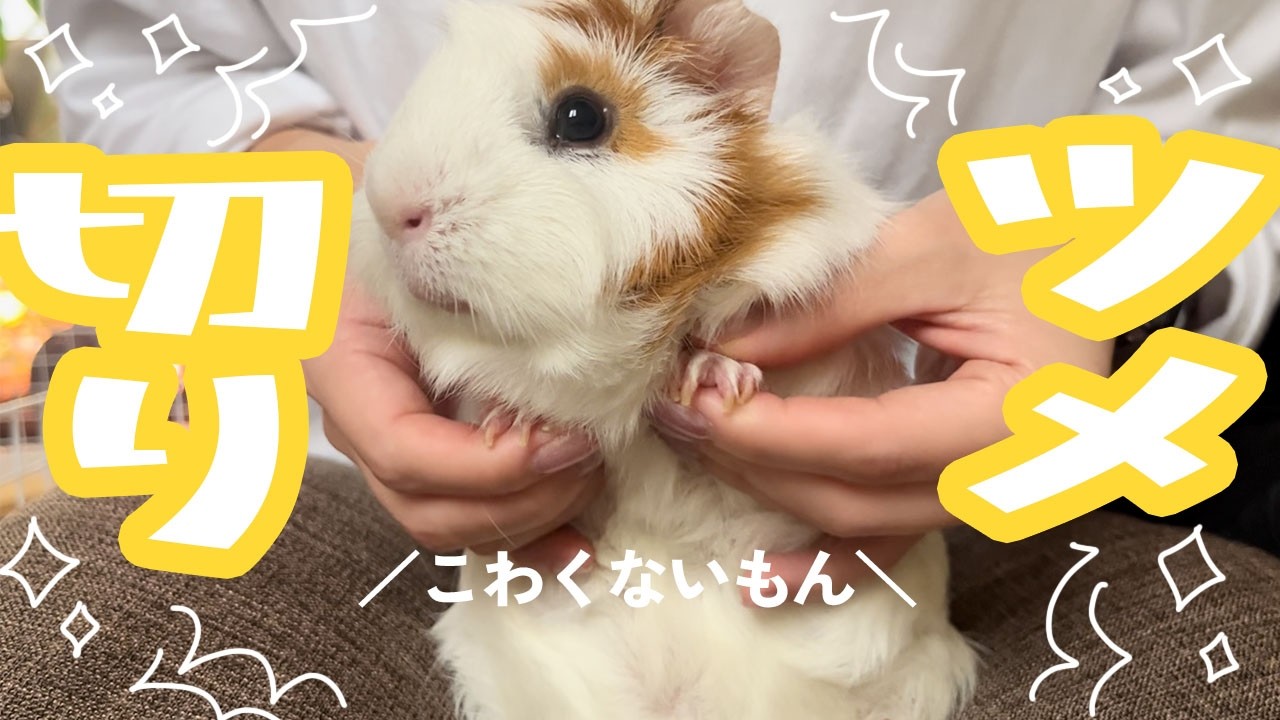【癒し】アビシニアンモルモットの爪ケア｜大人しくて可愛い爪切りタイム