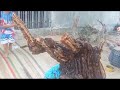 (Đx))3M155 gl cây nho rừng 350k LH 0707713796 Khương bonsai 
