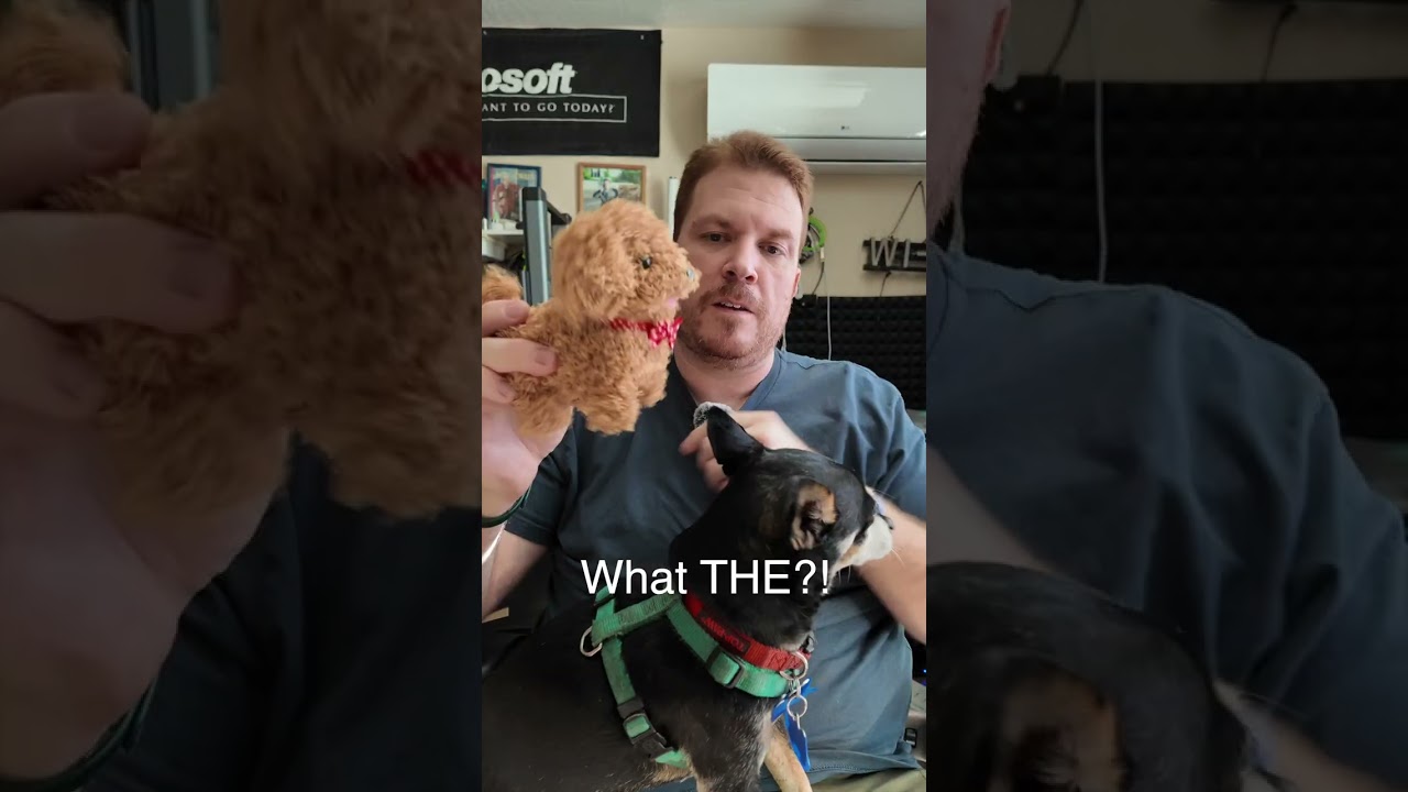 Настоящие собаки против робота-собаки Тему! 🤖🐕 (Вы не поверите!)