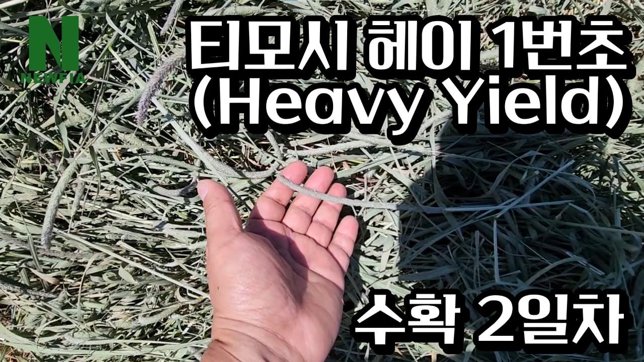 [뉴피아 | Ep.04] 티모시 헤이 1번초 (Heavy Yield) - 수확 2일차