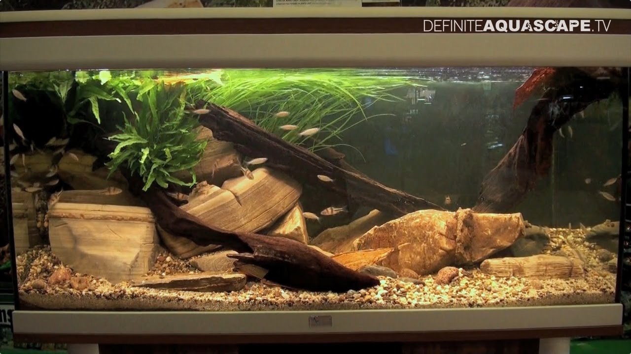 Biotope Aquarium Design Contest 2014 - the 4th place, Eurasia