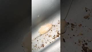 All White Dubia Roach