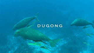 Paddling Palau Dugong Encounter
