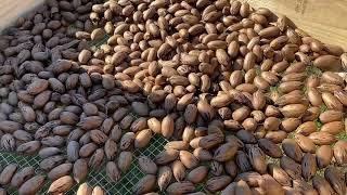 Sumner pecan nuts at Pecan Lane