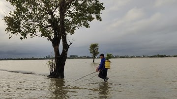 xiệt cá mùa nước giật cá ếch lươn tha hồ bắt cá lóc đồng 