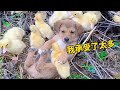 [2023動物最搞笑] 騷包美甲犬 | 鬼滅之刃鴨 | 天線寶寶貓 |&quot;動物大爆笑合集 | funny video/funny animals/cat/dog/pet/