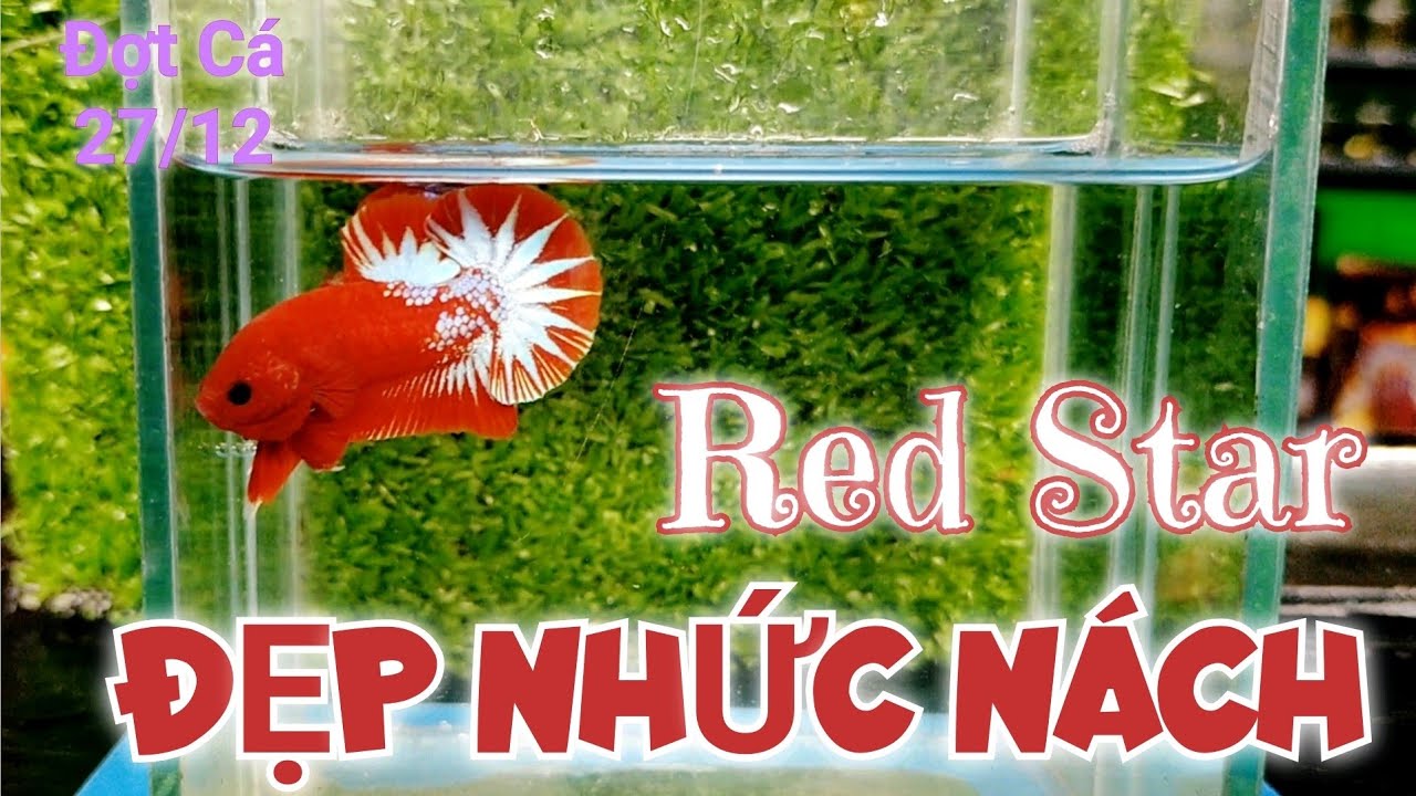 27/12 Red Fancy Star Form Gấu, Màu Bén, Gen Tốt.