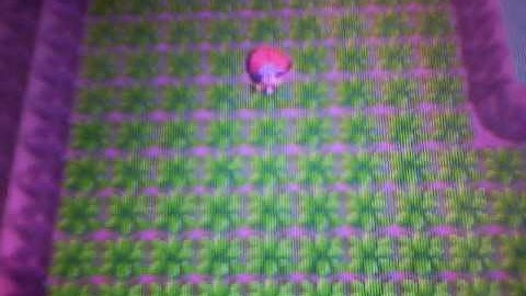 Shiny Patch on Route 207