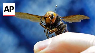 Invasive 'murder hornets' are wiped out in the US, officials say