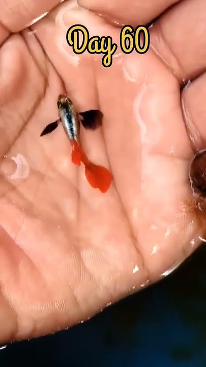 90 Days Guppy Growth !💕#GuppyFryGrowth #YouTubeShorts#shorts #viral#mustwatch#sunday#aquarium#guppy