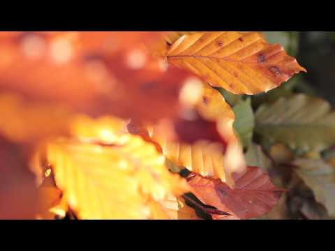 Video: 10 Helderste Herfstkleuren. Omschrijving. Zorg. Foto