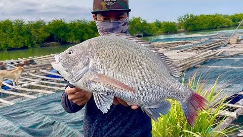 Câu Cá Tráp Trên Bè Nuôi Hàu - Long Sơn / BAKE KUJIRA /FISHING VLOG 77