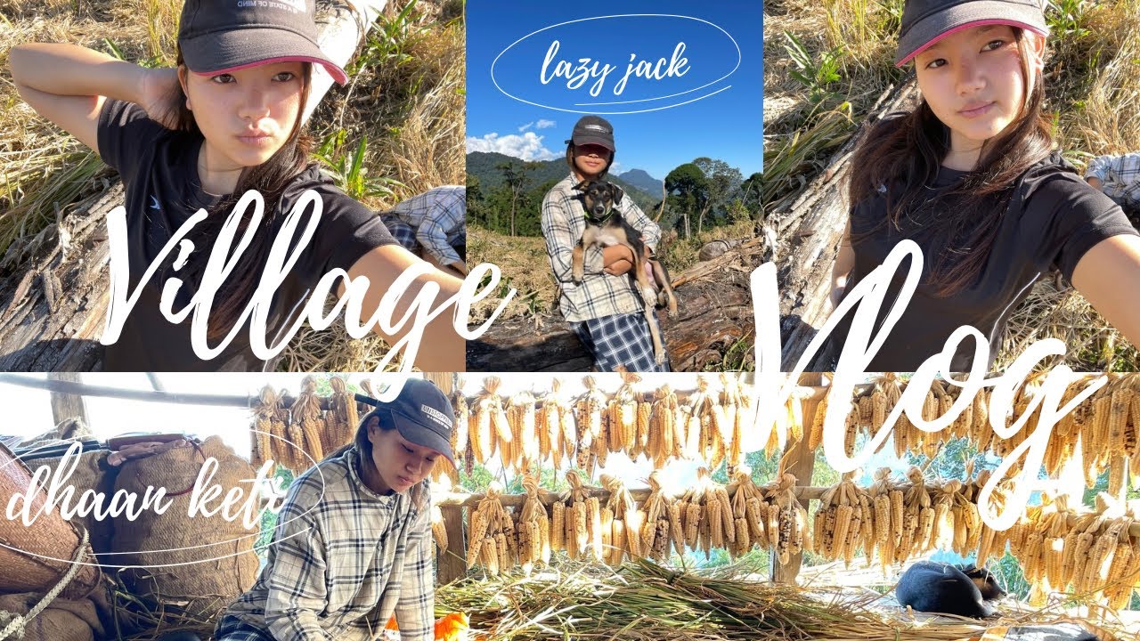 Dhaan Kheti🌾 || Village Vlog || Arunachal Pradesh 📍||.   #villagelife #dailyvlog #yt #fyoupage 