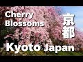 Mùa Hoa Anh Đào ở Kyoto - Nhật