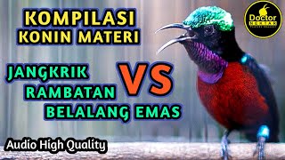 KOMPILASI KONIN GACOR FULL ISIAN JANGKRIK, RAMPATAN, BELALANG EMAS PANJANG COCOK BUAT KOLIBRI BAHAN