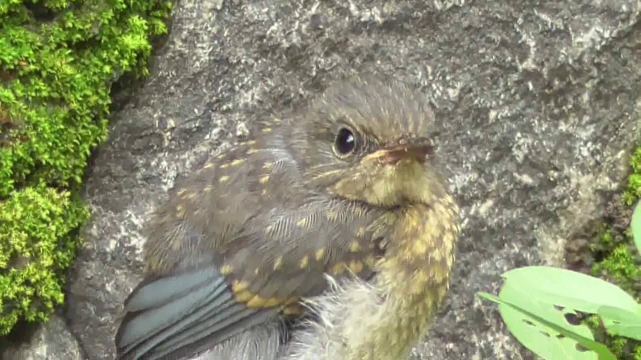 Tickell's blue flycatcher fledgling 
