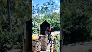 1 ton lebih buah salak dibuang secara cuma-cuma di jembatan sungai #shorts