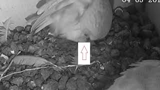Barn Owls in my Garden (2019) Episode 1