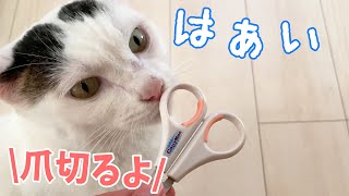 賢すぎる猫4匹の爪切りはこちらです！