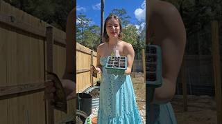 Transplant Tomatoes with Me 🍅 #growingfood #growingtomatoes #gardenlife #backyardgarden