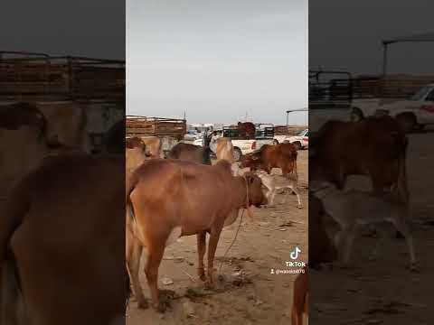 سوق الثلاثاء صبيا نخلان جازان السعوديه