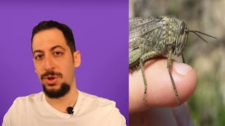 Çekirge Nedir? İnsanlar Neden Çekirgeyi İstemez?